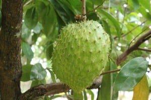 Sweetsop