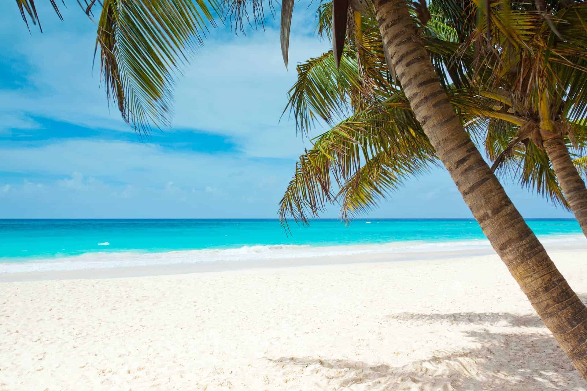 palm trees with a white beach